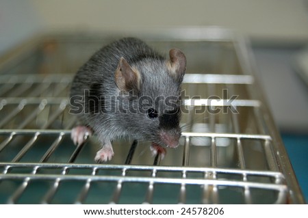common laboratory mouse mus musculus, on cage