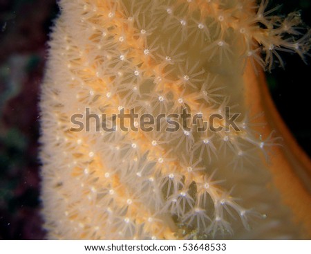Sea pen cnidarian polyps, macro; Barkley Sound, BC, Canada