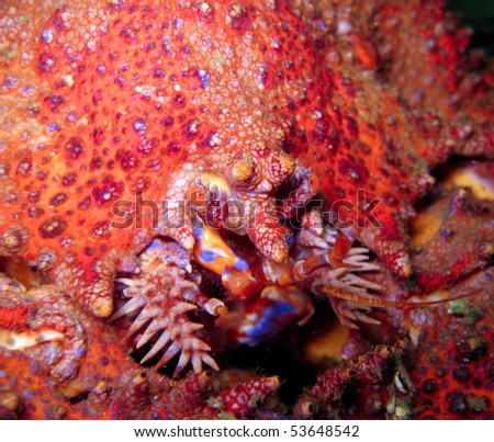 Red Puget Sound king crab feeding, macro; Barkley Sound, BC, Canada