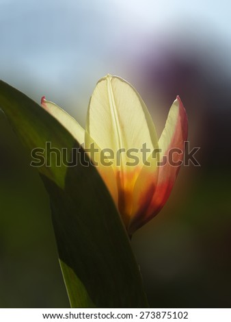 Tulip in the morning light/Tulip in the morning light/Tulip in the morning light