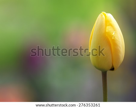 Yellow tulip/Yellow tulip/Yellow tulip
