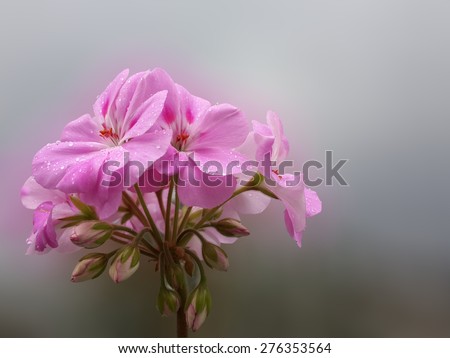 Pink beautiful flowers/Pink beautiful flowers/Pink beautiful flowers