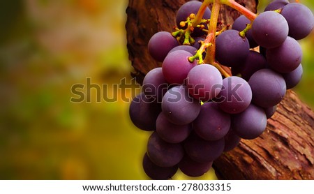 Bunch of grapes/Bunch of grapes/Bunch of grapes