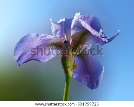 Iris flower/Iris flower/Iris flower