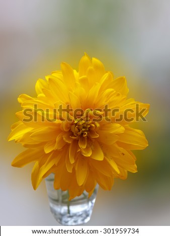 Yellow summer flower/Yellow summer flower/Yellow summer flower