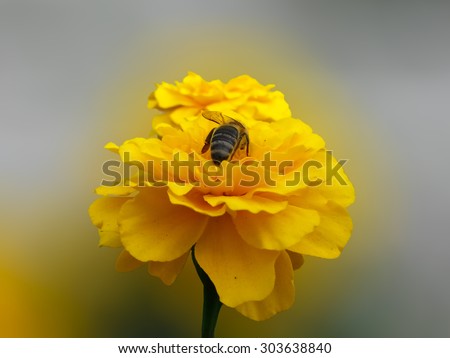 Bee working on the flower/Bee working on the flower/Bee working on the flower