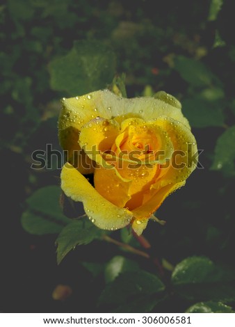 Morning drops on the yellow rose/Morning drops on the yellow rose/Morning drops on the yellow rose