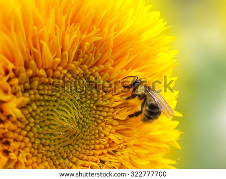 Bee and sunflower/Bee and sunflower/Bee and sunflower