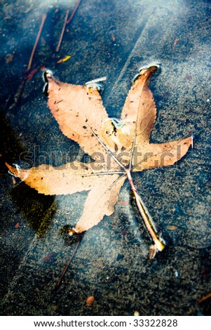 Yellow Autumn Leaf in a Puddle with reflections
