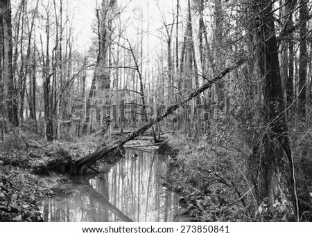 Wooded Creek