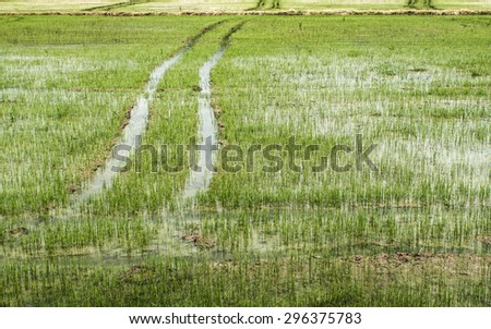 sprout rice in rice farm