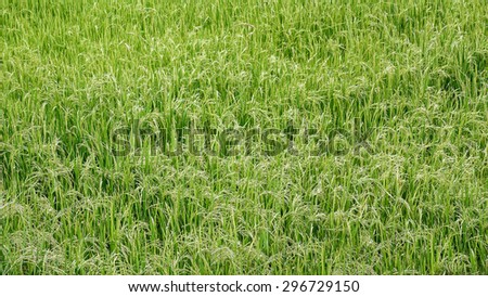 sprout rice in rice farm
