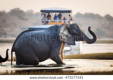 Tourist watching an elephant crossing a river in the Chobe National Park in Botswana, Africa; Concept for travel safari and travel in Africa