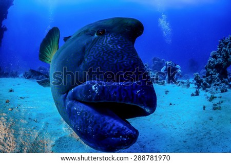 Napoleon Fish in front of the camera, Indian Ocean, Maldives