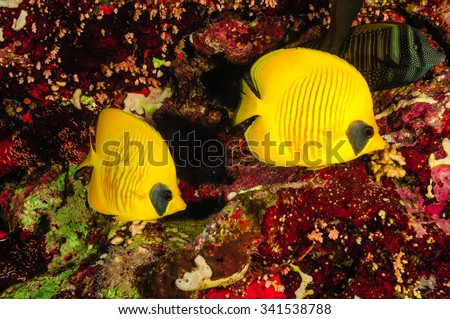 A pair of butterfly fish under a sea of clear water