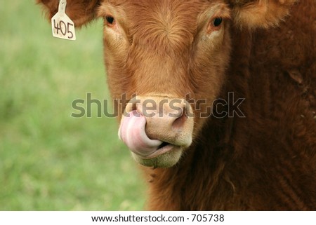 Cattle Licks