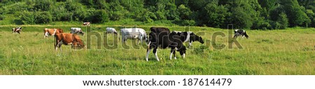 cows grazing on the field panoram