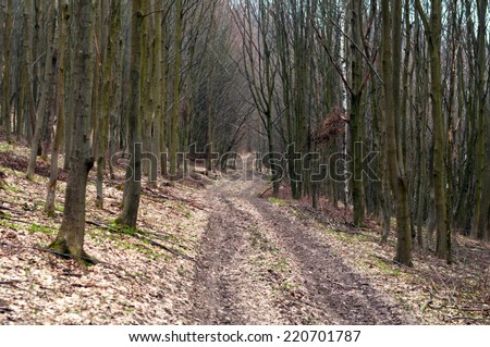 dark forest road