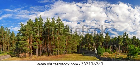 pine trees panorama
