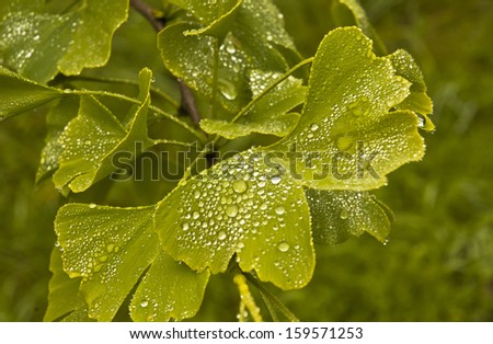 gingo biloba leaves after the rain