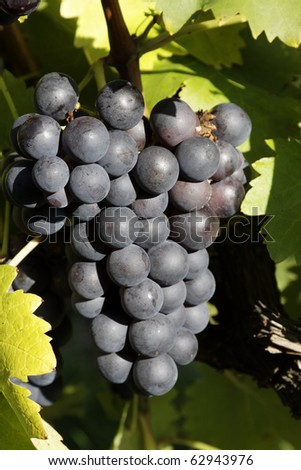Grapes in a vineyard in the autumn, when the region WÃ?Â¼rttemberg, Germany