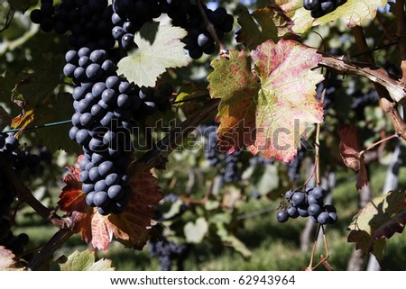 Grapes in a vineyard in the autumn, when the region WÃ?Â¼rttemberg, Germany