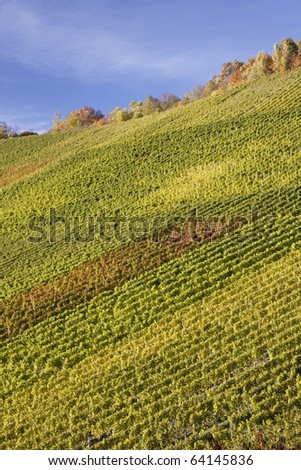 Vineyard in autumn in Stuttgart, Germany