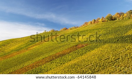 Vineyard in autumn in Stuttgart, Germany