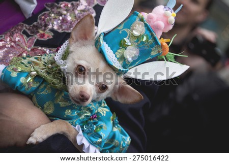 Travel - New York City - Dog Dressed for Easter Parade