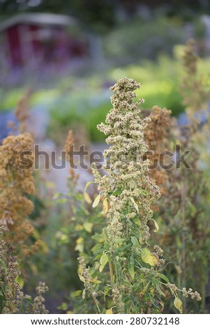 Flower - Quinoa - Chenopodium quinoa - \'Campesino\' - Amaranthaceae