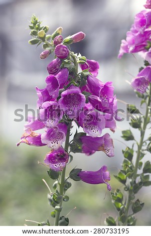 Flower - Canterbury Bells