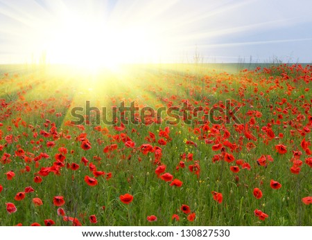 Sunrise in the poppies field