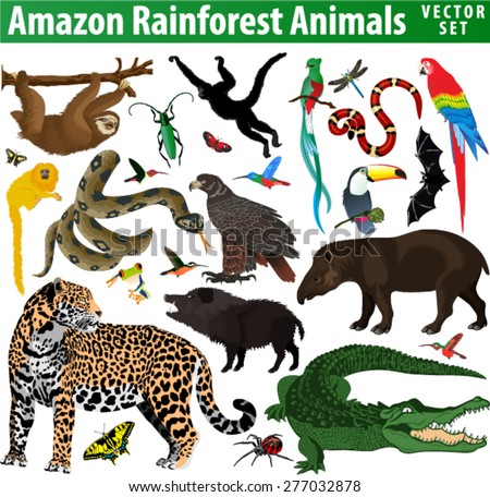 amazon rainforest jungle animals Vector set