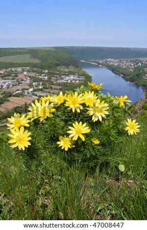 yellow flowers near river