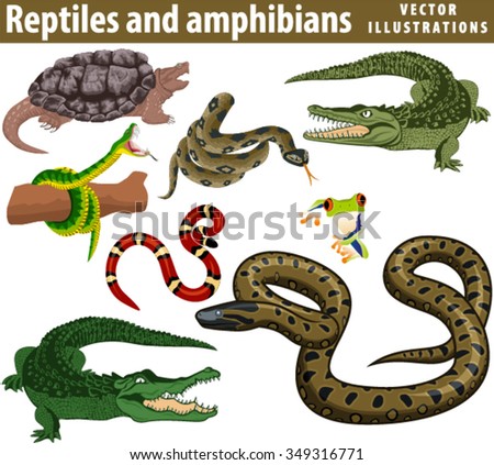 reptiles and amphibians vector set