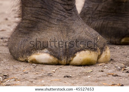 Foot of elephant