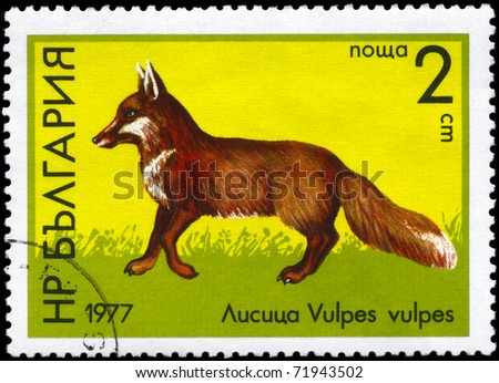 BULGARIA - CIRCA 1977: A Stamp printed in BULGARIA shows image of a Red Fox with the description 