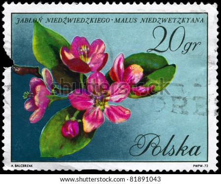 POLAND - CIRCA 1972: A stamp printed in Poland shows image of a Apple Blossoms with the description \