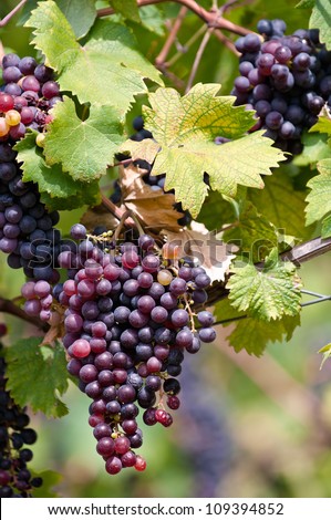 Detail of a typical European vineyard, Red Grapes on the Vine