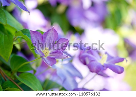 bluish purple