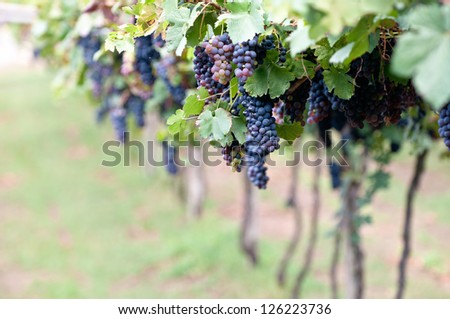 Detail of a typical European vineyard, Red Grapes on the Vine