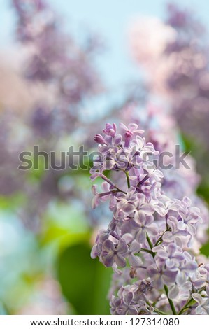 Close up view of flowering lilac with a shallow depth of field