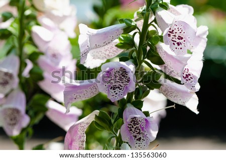 Bell-shaped foxgloves in summer bloom; this is a source of medicine known as Digoxin (British Formulary)