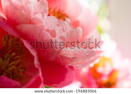 Peony petals with dew drops, delicate floral background with copy space