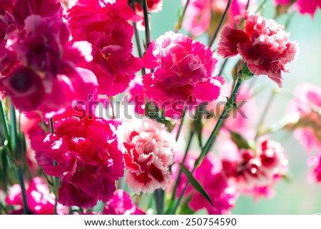Pink carnation flowers close up, high key