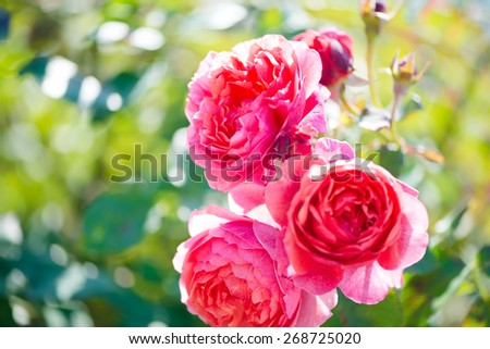 Rose bush with lots of pink roses in bloom, soft focus