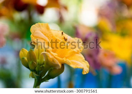 Beautiful day-lily flower (hemerocallis),  with copy space