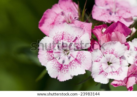 Macro from a sweet william flower