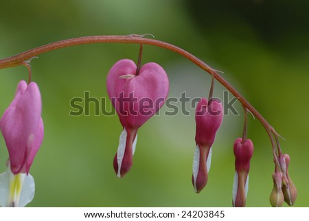 Heart flower, in front of green background, selective focus