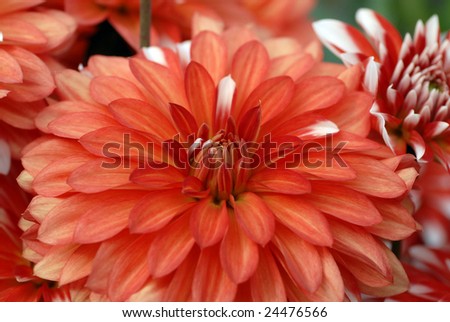 Red and white dahlia macro, very shallow focus